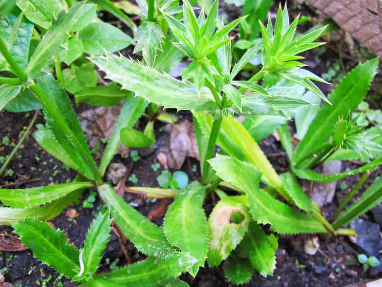 Hạt Giống Ngò Gai - 100 Hạt