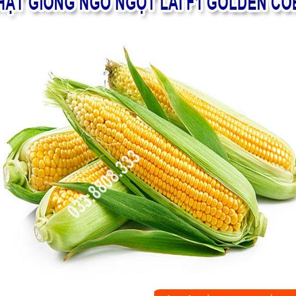Hạt Giống Ngô Ngọt Lai F1 GOLDEN COB Năng Suất Cao 50gram
