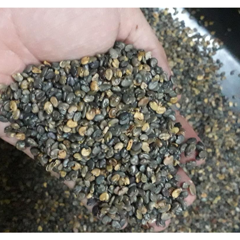 Hạt Giống Cỏ Lục Lạc Sợi - 1kg - Hạt Giống Cỏ Chăn Nuôi