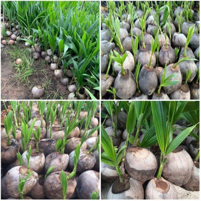 Cây giống dừa xiêm lùn siêu trái