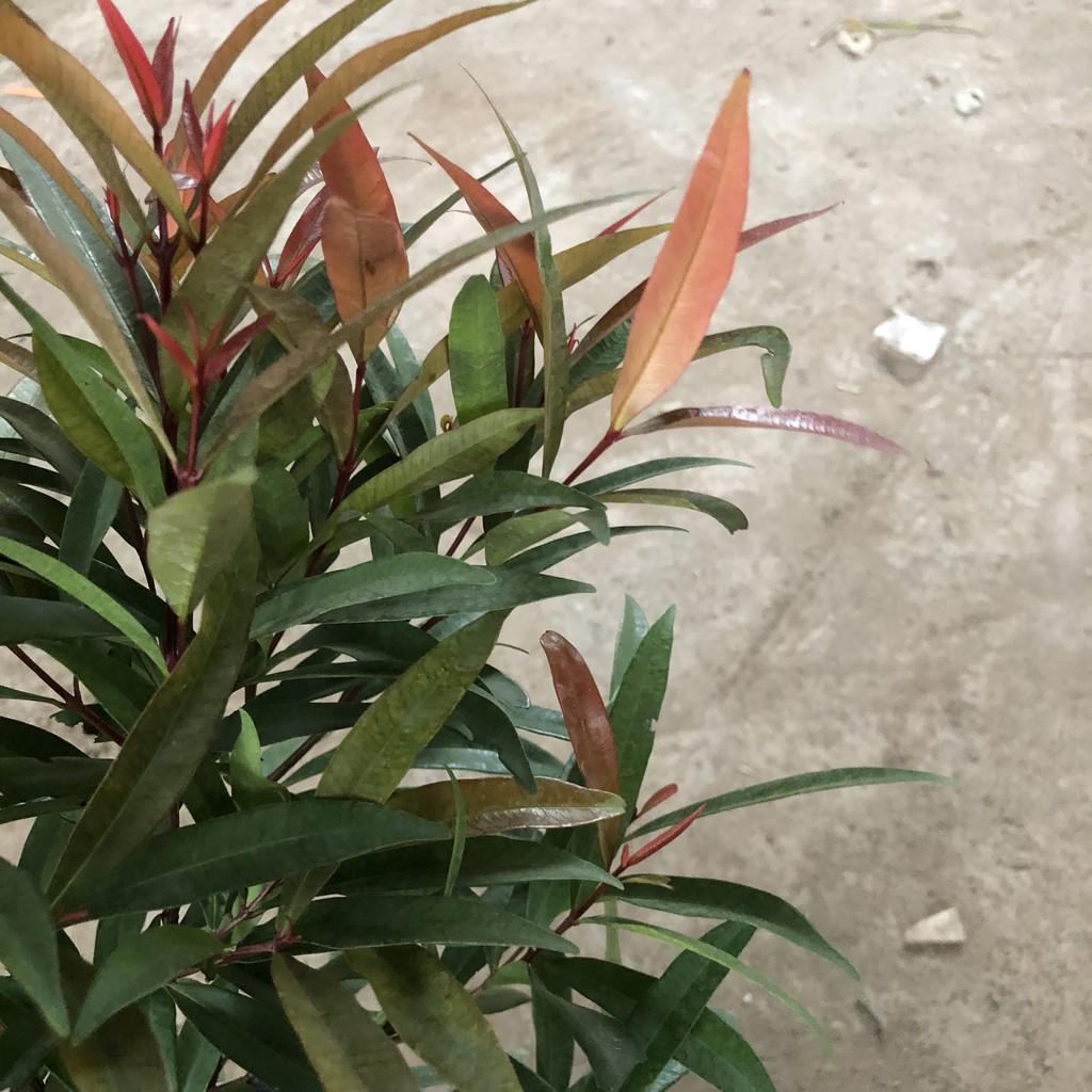 Cây hồng lộc, chiều cao 40-50cm tán sum suê lá non màu đỏ tươi dễ chăm sóc cắt tỉa, thích hợp trang trí cảnh quan