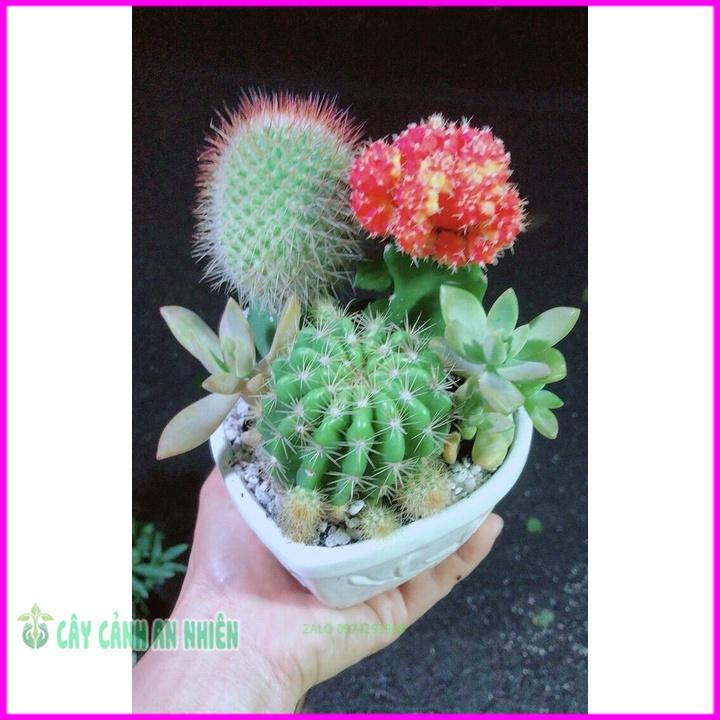 Chậu Cây Xương Rồng Tiểu Cảnh