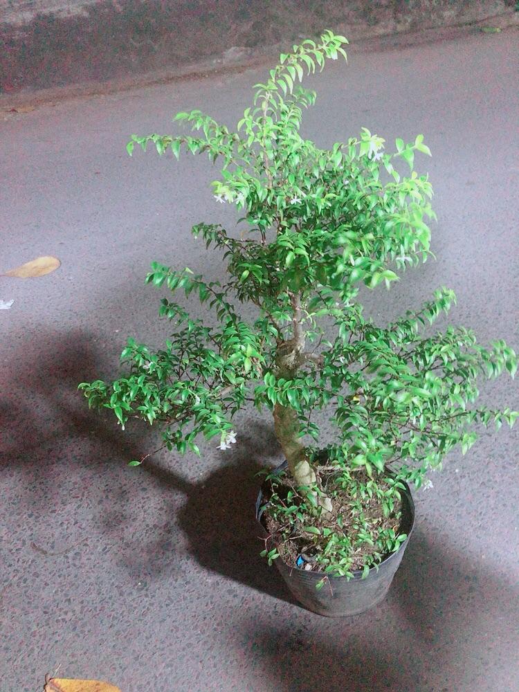 Mai Chiếu Thuỷ Bonsai