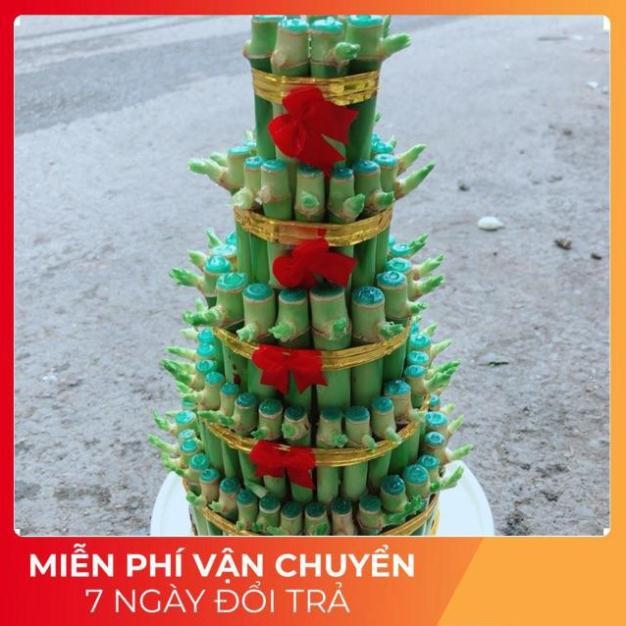 Cây Trúc Phát Tài Kèm Dĩa