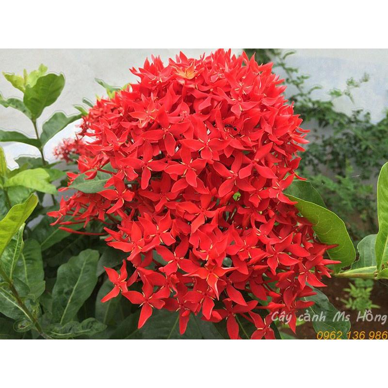 CÂY GIỐNG HOA MẪU ĐƠN MỸ _ KHÁCH ĐƯỢC CHỌN MÀU