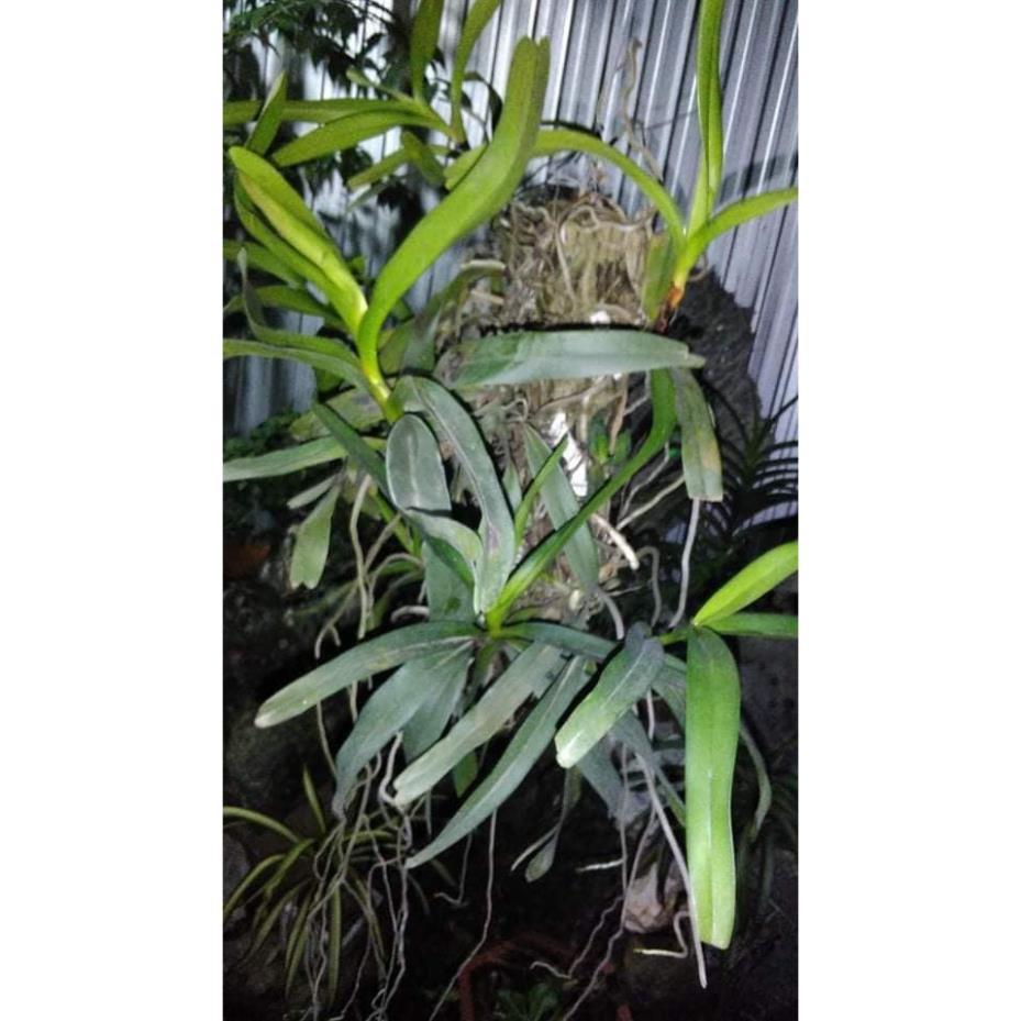Hoa lan giáng hương tam bảo sắc