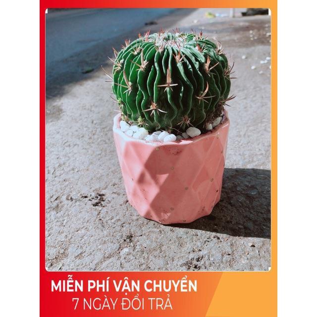 Chậu Xương Rồng Trúc Ngọc