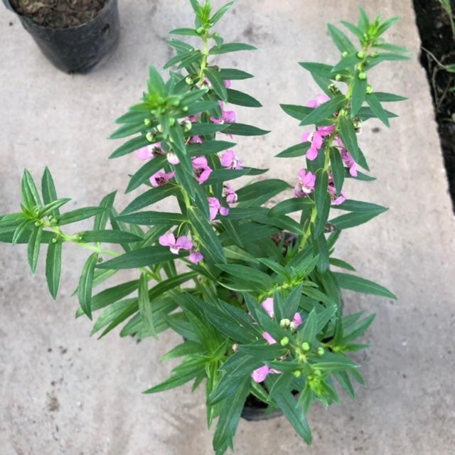 Cây hoa ngọc hân ( violet Nhật ) đủ màu, chiều cao 15cm hoa nở cực đẹp dễ dàng chăm sóc, thích hợp trang trí sân vườn
