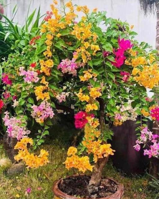 CHUẨN CHUẨN Cây hoa giấy ngũ sắc