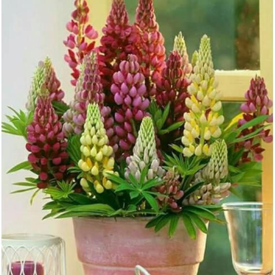20hạt hoa đậu lupin nhiều màu
