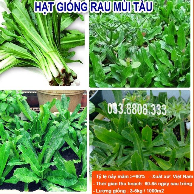 Hạt Giống Rau Mùi Tàu khoảng 500 hạt