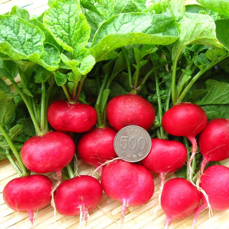 Hạt giống CỦ CẢI ĐỎ CHERRY, CỦ CẢI ĐỎ MINI, CỦ CẢI ĐỎ BABY chịu nhiệt dễ trồng