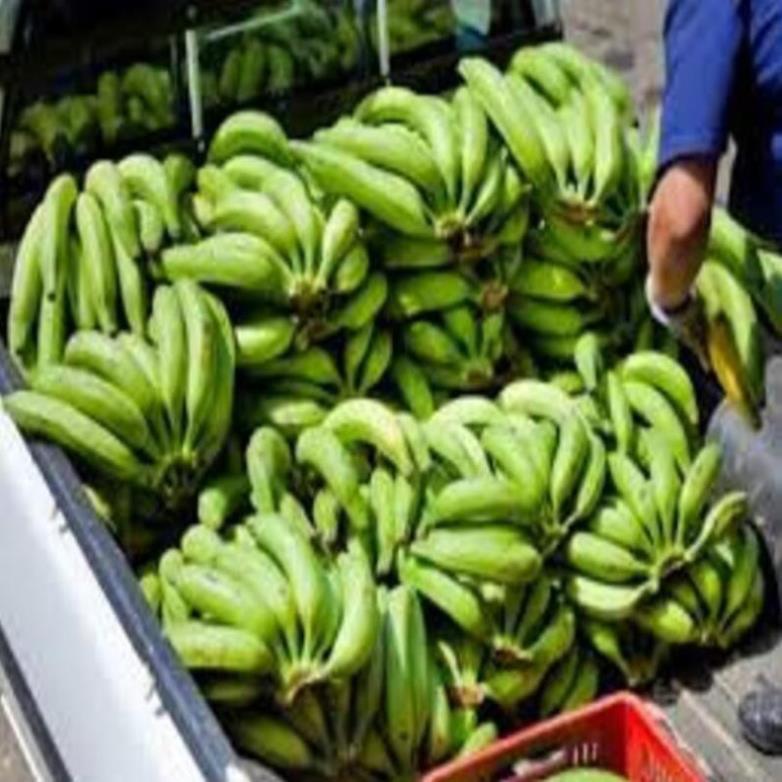 Cây giống chuối già nam Mĩ cây giống chuẩn cho năng suất cao