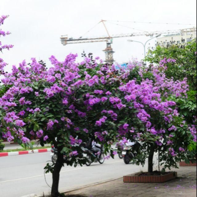 Cây bằng lăng giống