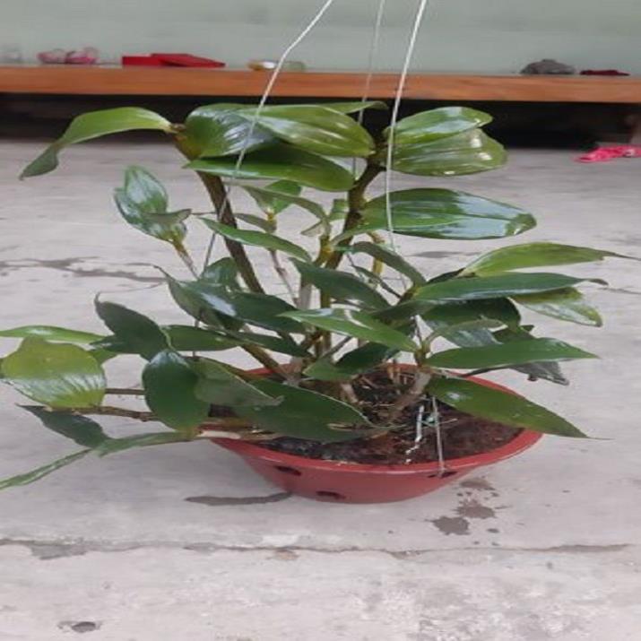 Hoa lan thủy tiên mỡ gà