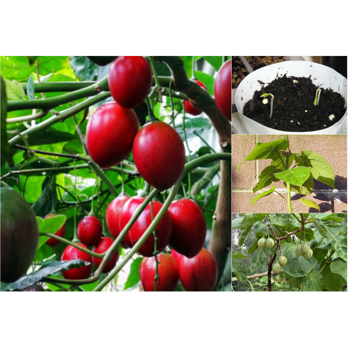 Bộ 2 gói Hạt giống cà chua thân gỗ