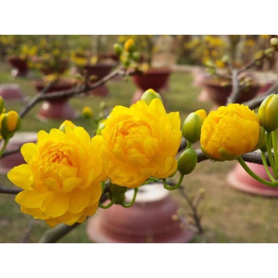 Cây giống Mai Cúc .