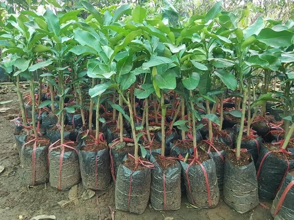 Cây giống bưởi tam hồng siêu sớm