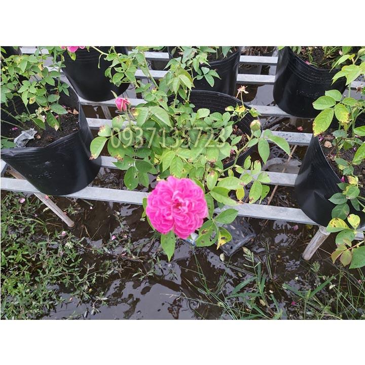 CÂY HOA HỒNG TƯỜNG VY SA ĐÉC