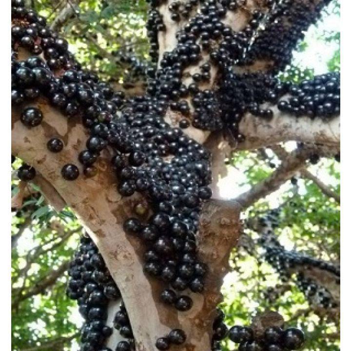 Cây giống Nho Thân Gỗ Cao 50cm