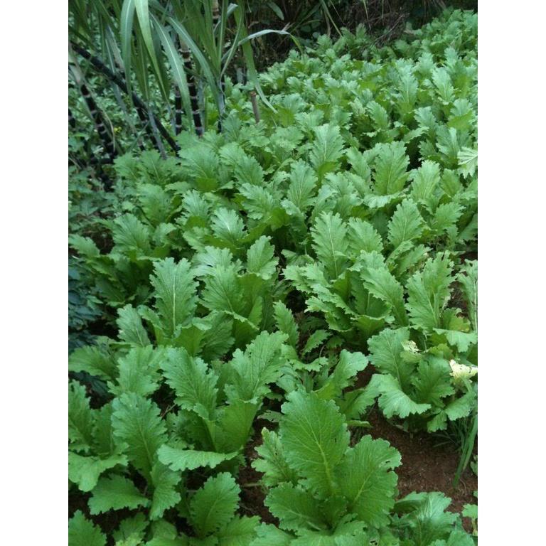 Hạt giống rau cải mèo cao sản, nảy mầm đồng đều, dễ trồng dễ chăm sóc, năng suất cao, kháng sâu bệnh