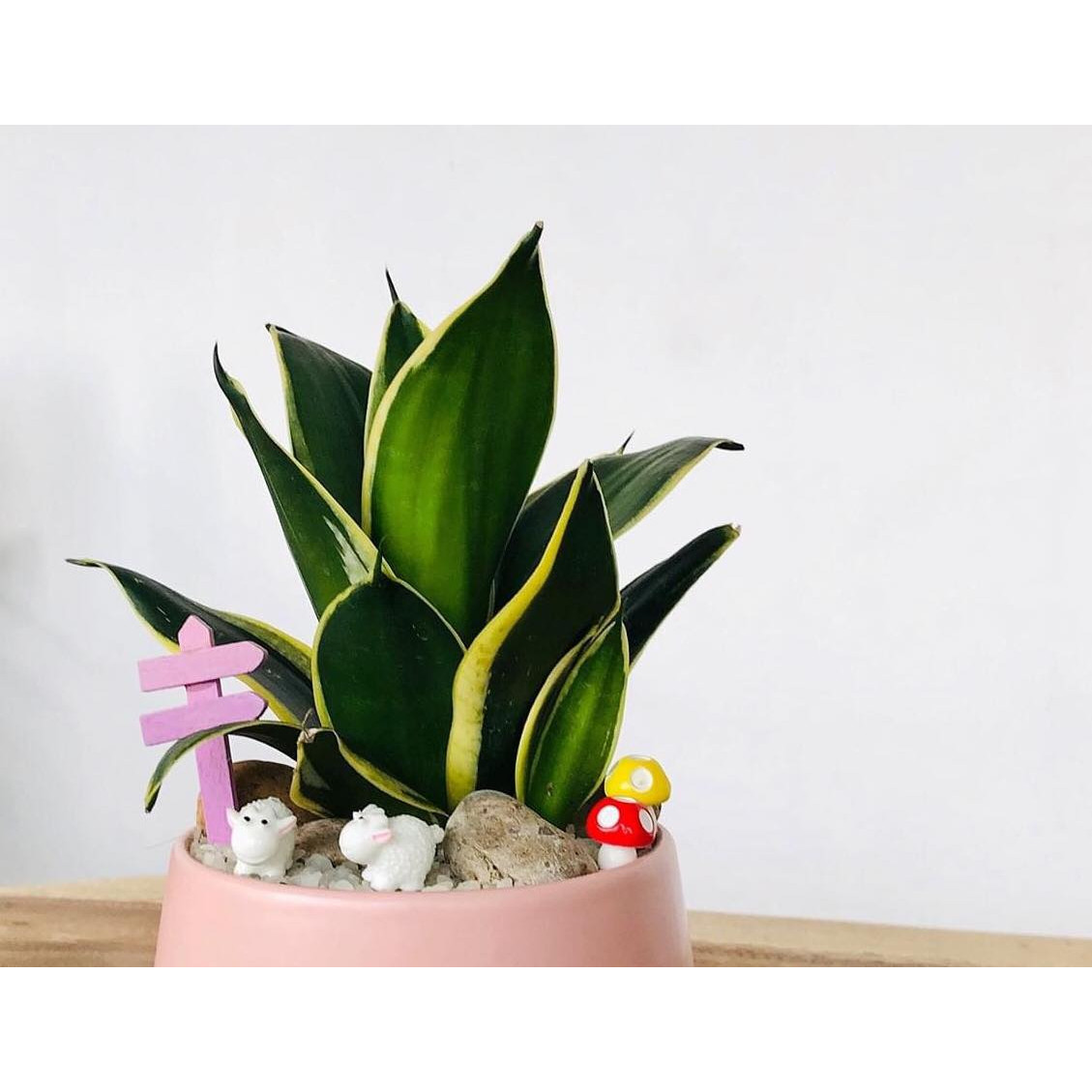 Cây để bàn lưởi hổ lá to kèm phụ kiện như hình