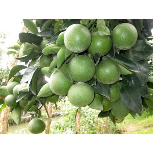 Cây giống Cam Xoàn siêu sớm, siêu sai .