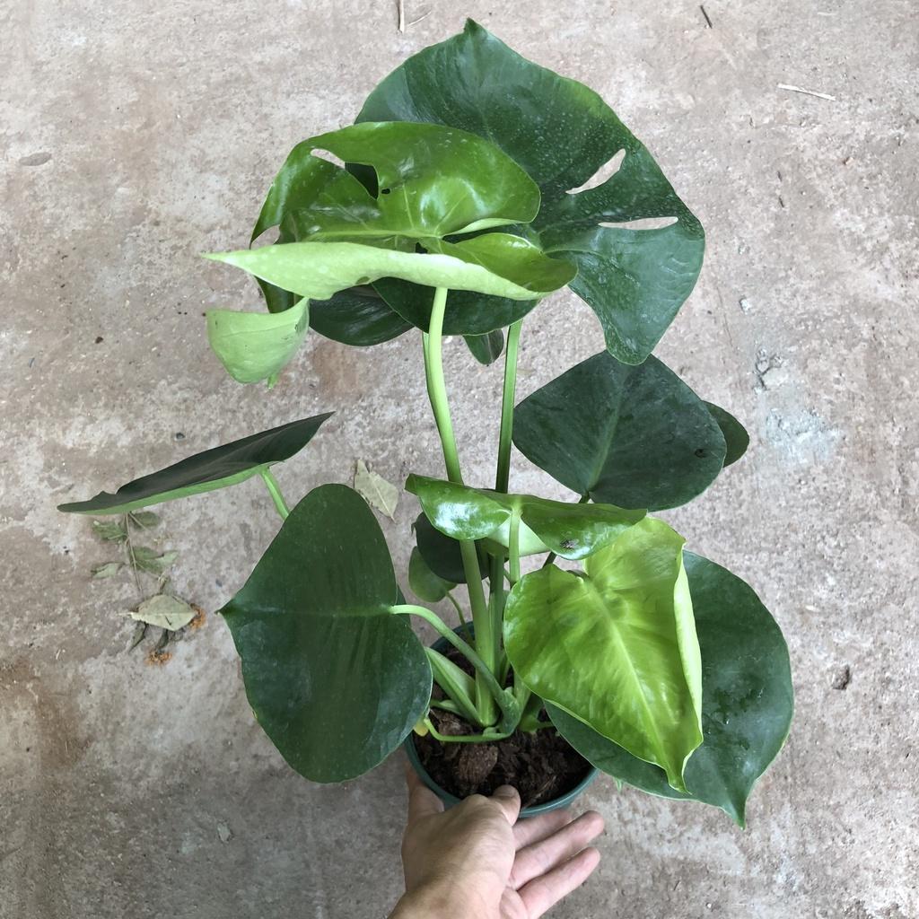 Cây trầu Nam Mỹ cỡ vừa, Chiều cao 35-40cm lá lỗ đẹp mắt thích hợp trang trí cảnh quan