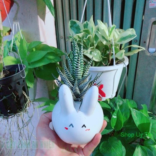 Chậu Móng Rồng Thỏ Trắng