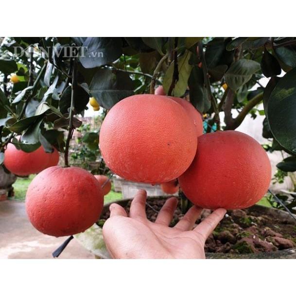 Combo 1 bưởi ruby và 1 bưởi đỏ luận văn