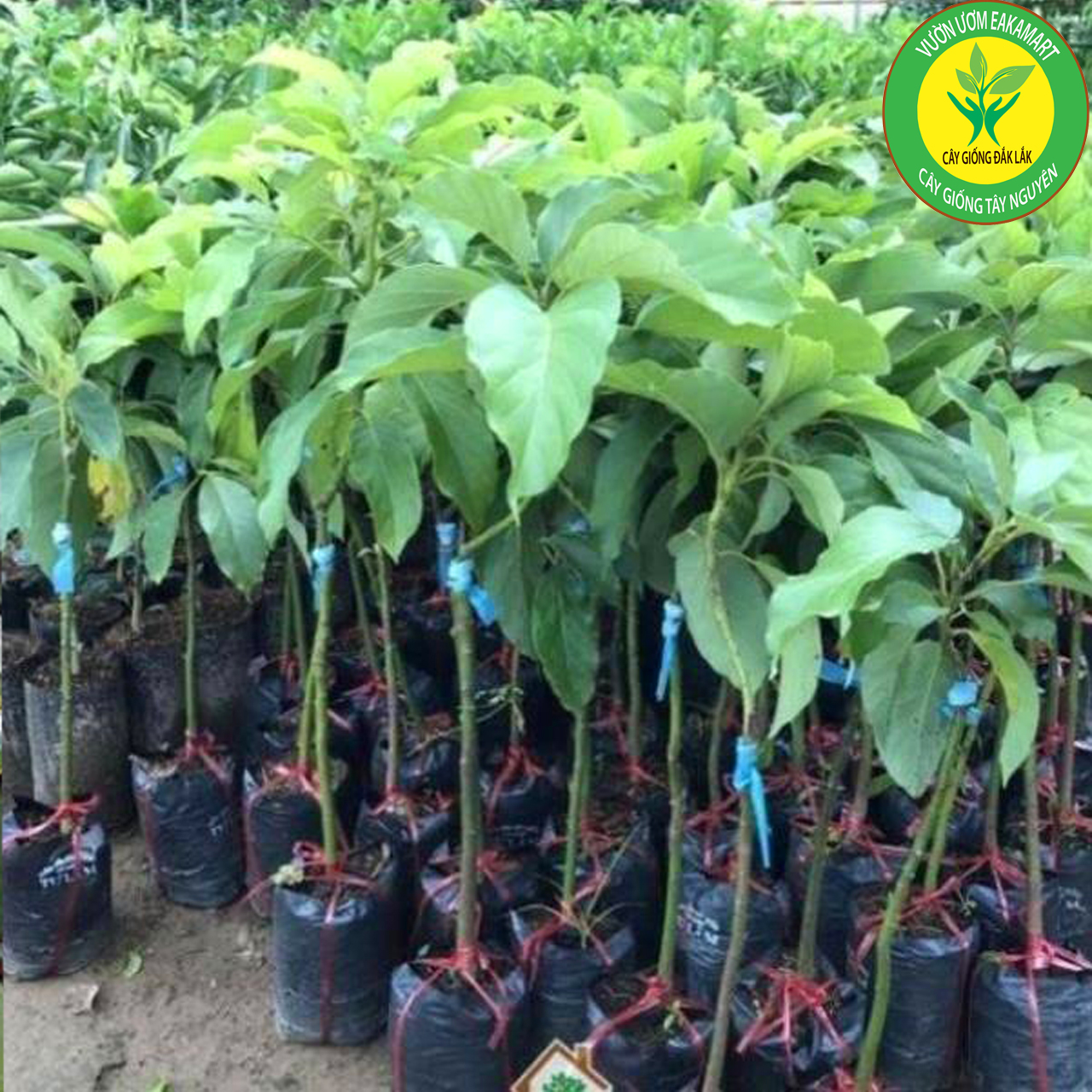 Cây giống bơ 034