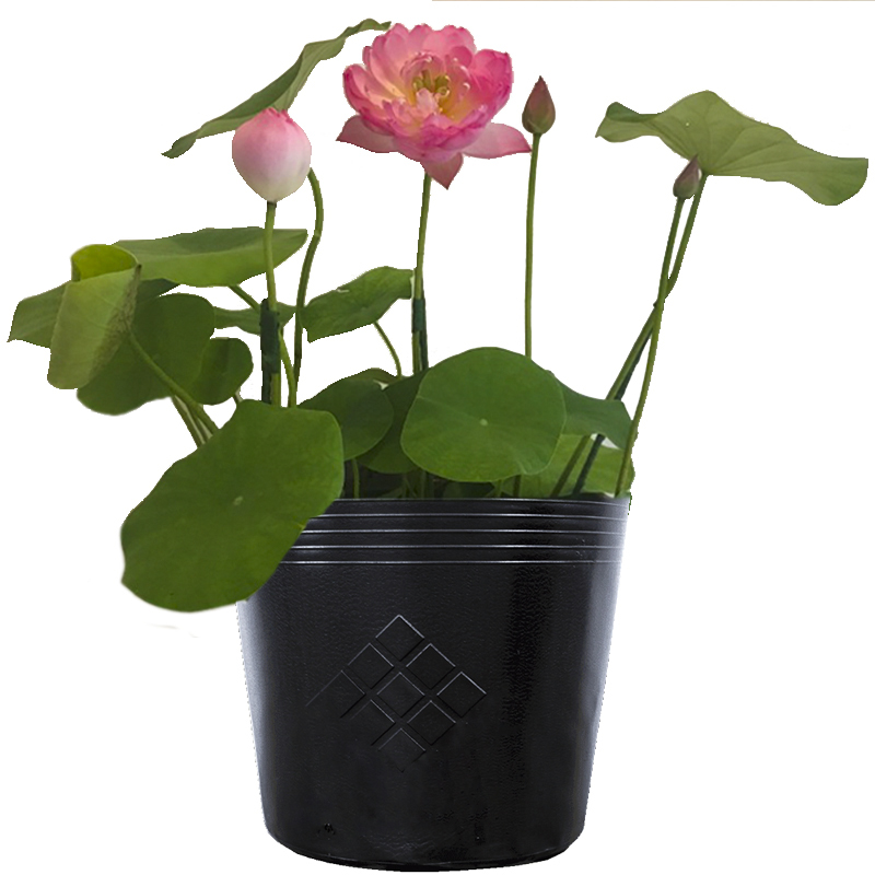 200 Chậu 33x27x25cm nhựa PE dẻo trồng sen bền từ 5 đến 10 năm-77303