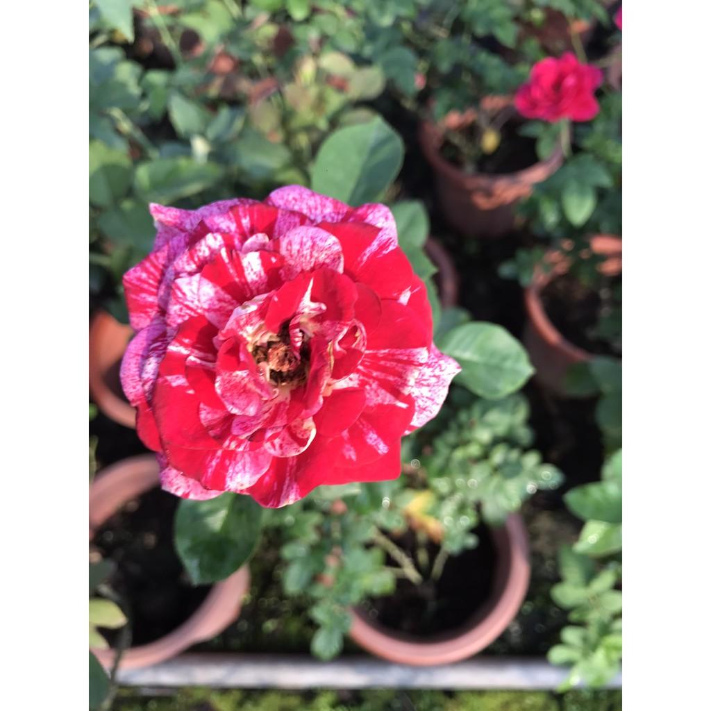 Hoa hồng Bụi Julio Iglesias  màu Sọc Đỏ Trắng, hương thơm ngọt ngào