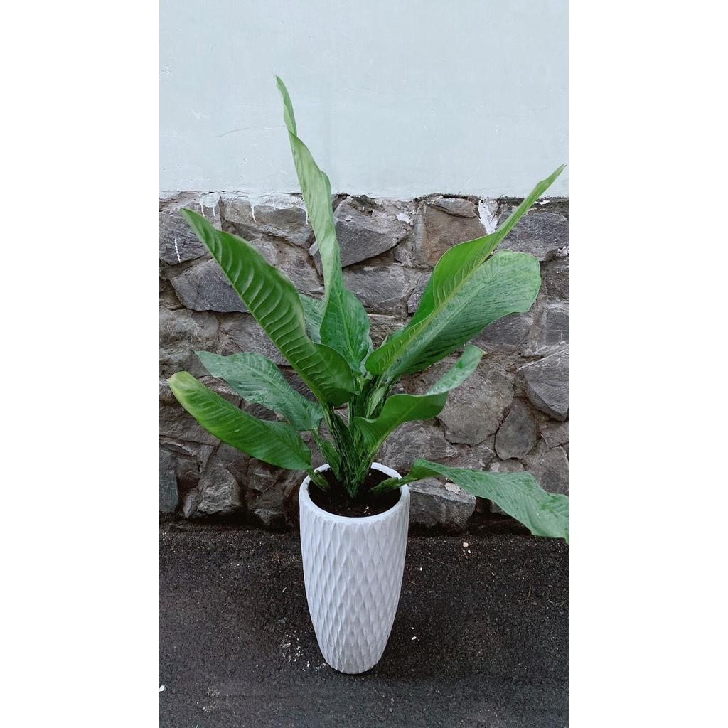 Chậu Cây Đại Phú Gia