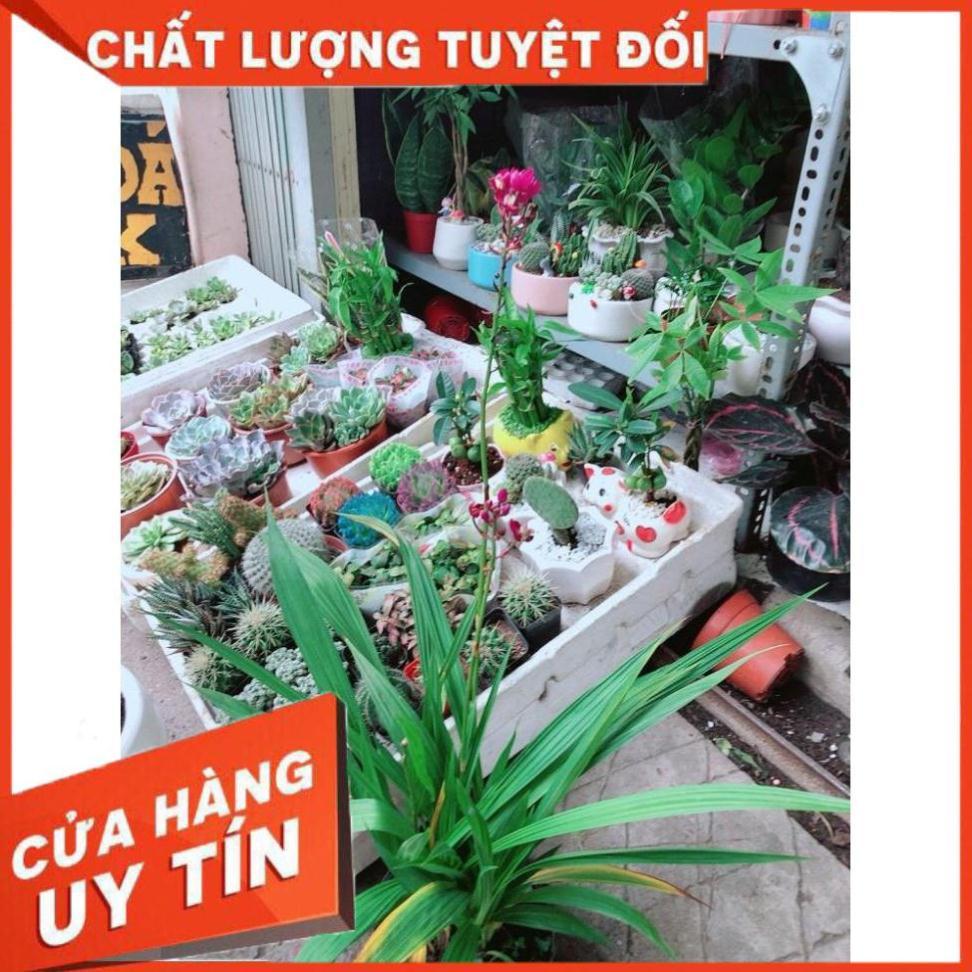 Cây Lan Đất Nhiều Người Mua