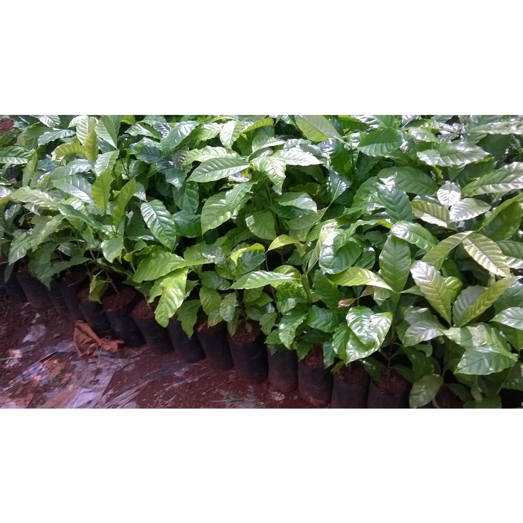 200 GRAM HẠT GIỐNG CÀ PHÊ vối cao sản TR9 .