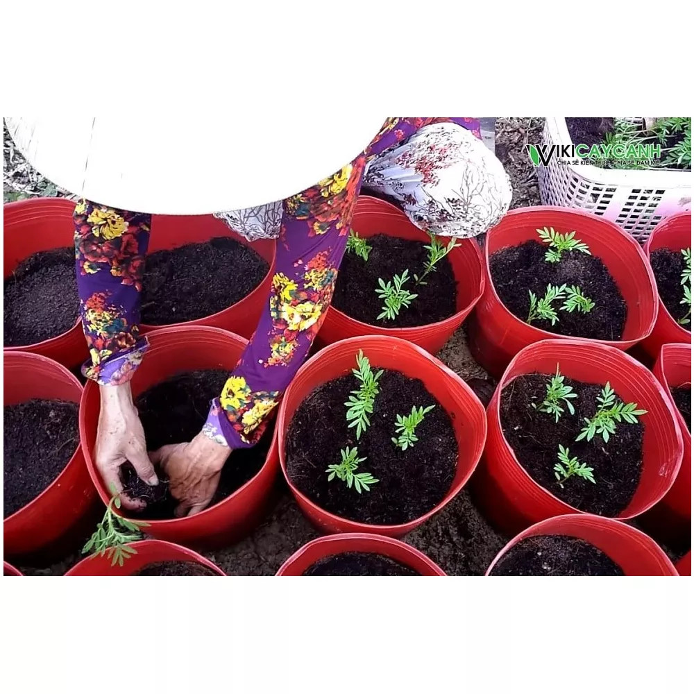 SỈ 500 Chậu Nhựa Đỏ C9 Miệng,cao,đáy 23x16x16.5cm trồng cây ăn trái và hoa siêu bền-77700