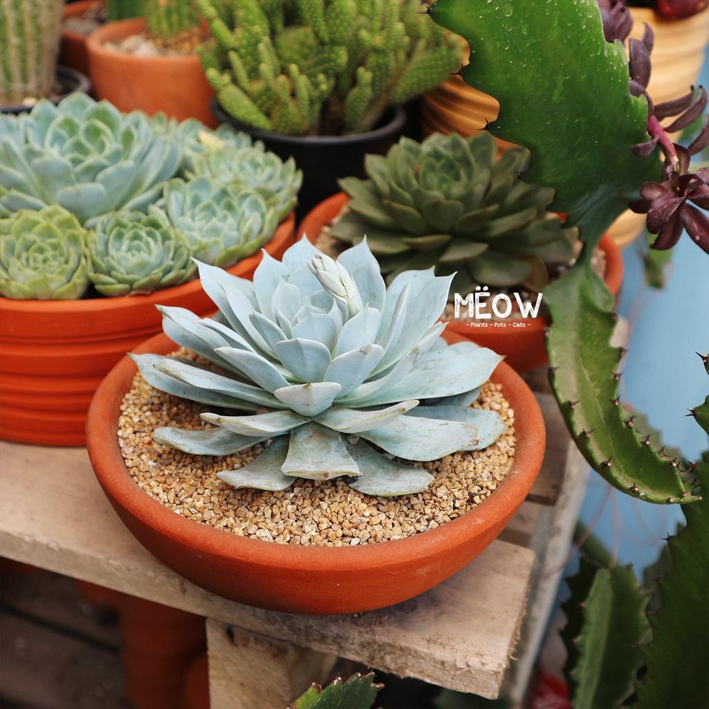 COMBO 5 chậu đất nung Chảo lớn 17x6cm