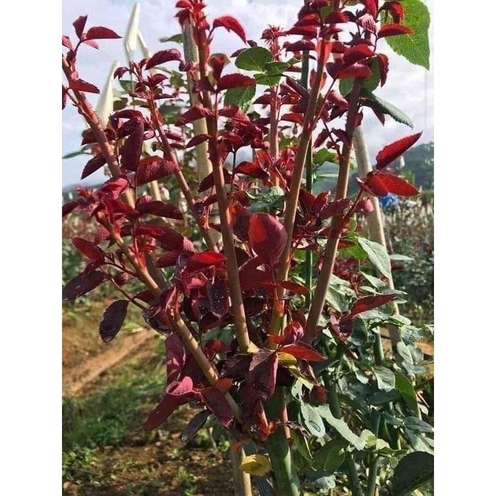 GÓI 20 VIÊN PHÂN BÓN TAN CHẬM BUVIPLANT SIÊU DINH DƯỠNG CHO CÂY