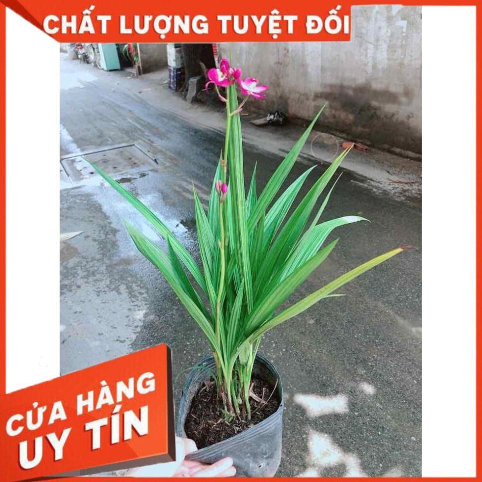 Chậu Lan Đất Nhiều Người Mua
