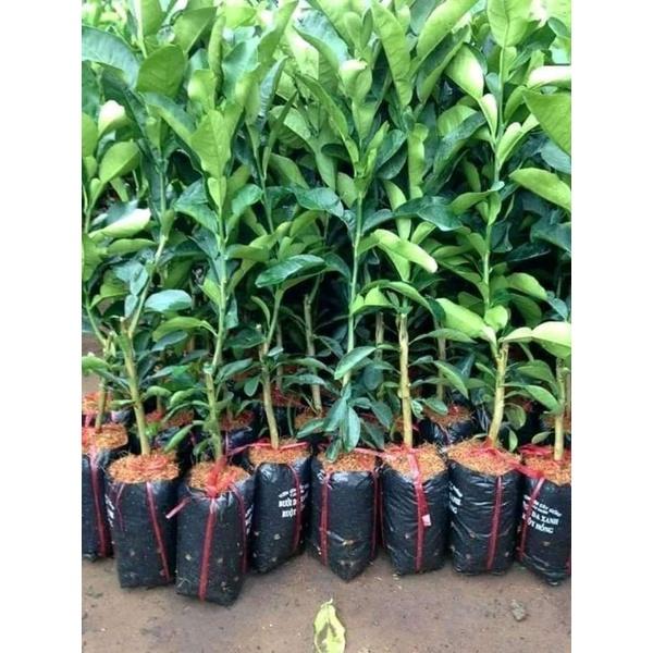 Cây giống bưởi da xanh ruột hồng