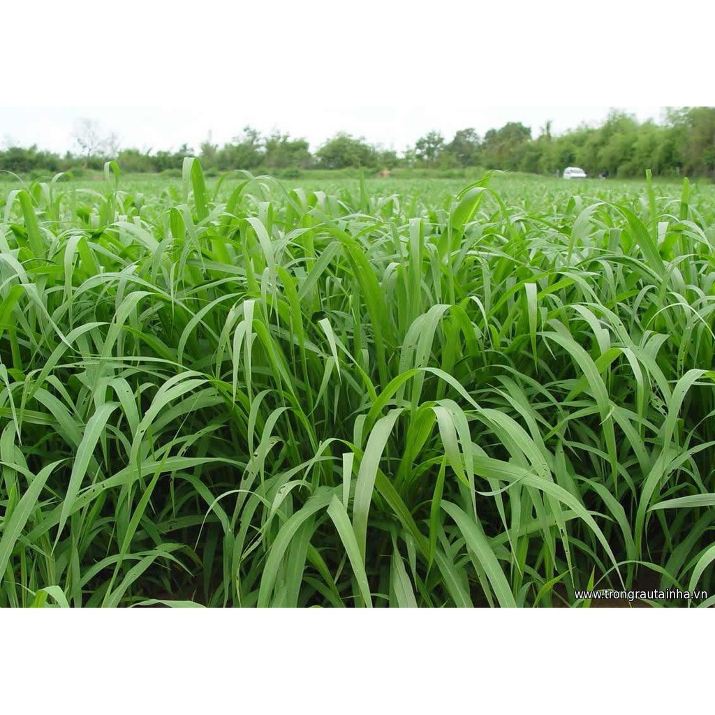 Hạt giống cỏ Mombasa Ghine - Cỏ xả lá lớn gói 50g - Hạt Giống Cỏ Chăn Nuôi - Cỏ Chăn Nuôi bò,dê,cừu,cá...