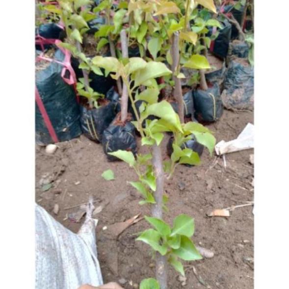 Cây Giống Hoa Giấy Leo