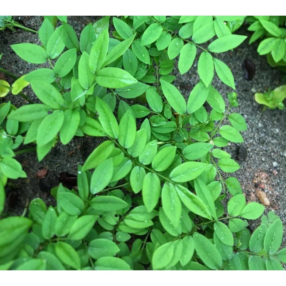 500 gram hạt giống cây Sưa Đỏ, Huỳnh Đàn