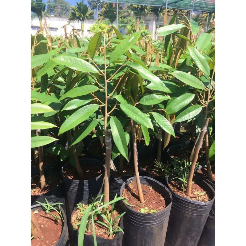 Cây giống sầu riêng ri6