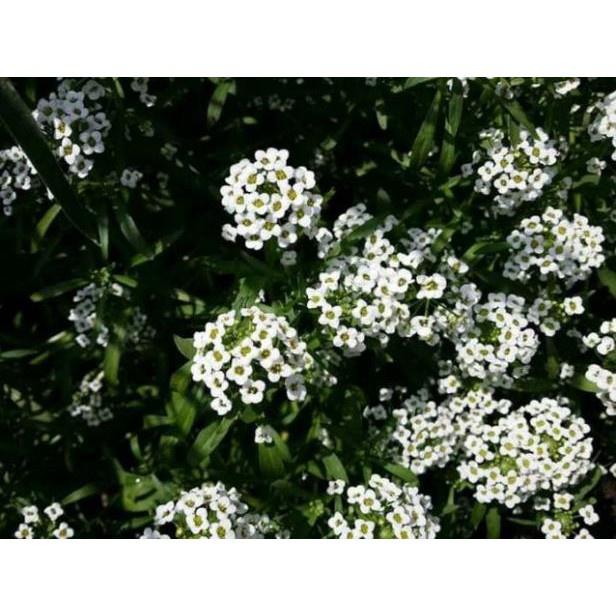Cây giống Hoa Dành Dành tặng 2 cây chè xanh