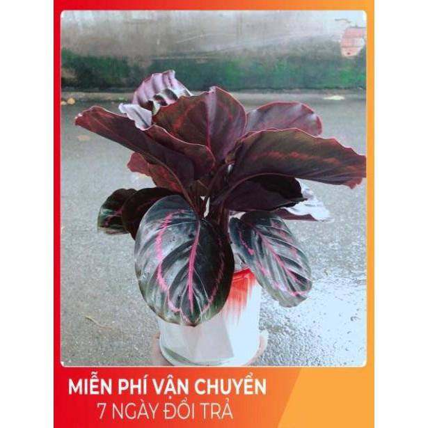 Chậu Đuôi Công Tím