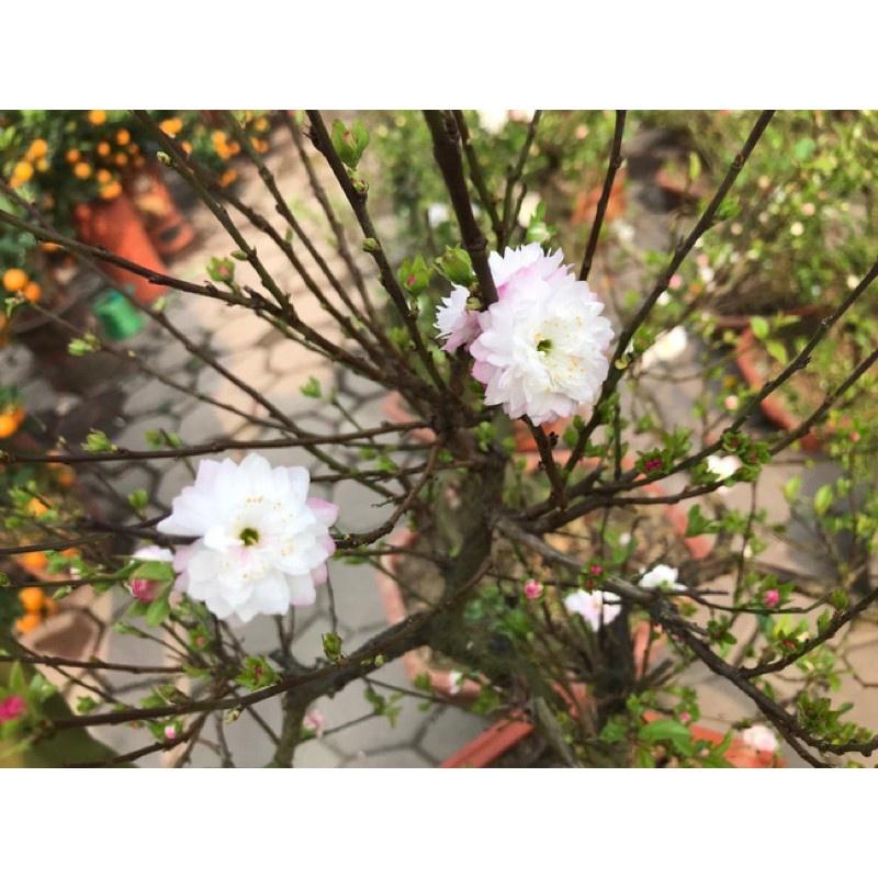 Mai trắng Nhất Chi Mai Cây To Cao Có Hoa sp0