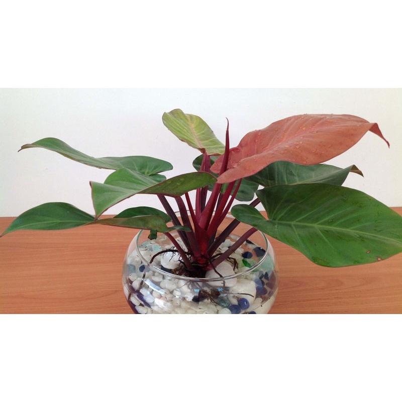 CÂY TRẦU BÀ ĐẾ VƯƠNG ĐỎ CHẬU TO NHƯ HÌNH *