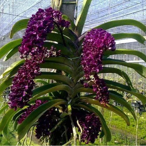 Lan đai trâu nghinh xuân,ngọc điểm đang nứt nụ, hàng gửi di nguyên chậu có đủ mặt hoa, được chọn màu, gái siêu rẻ - LDTC